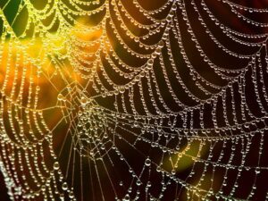 spider web