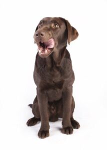 dog waiting on treat